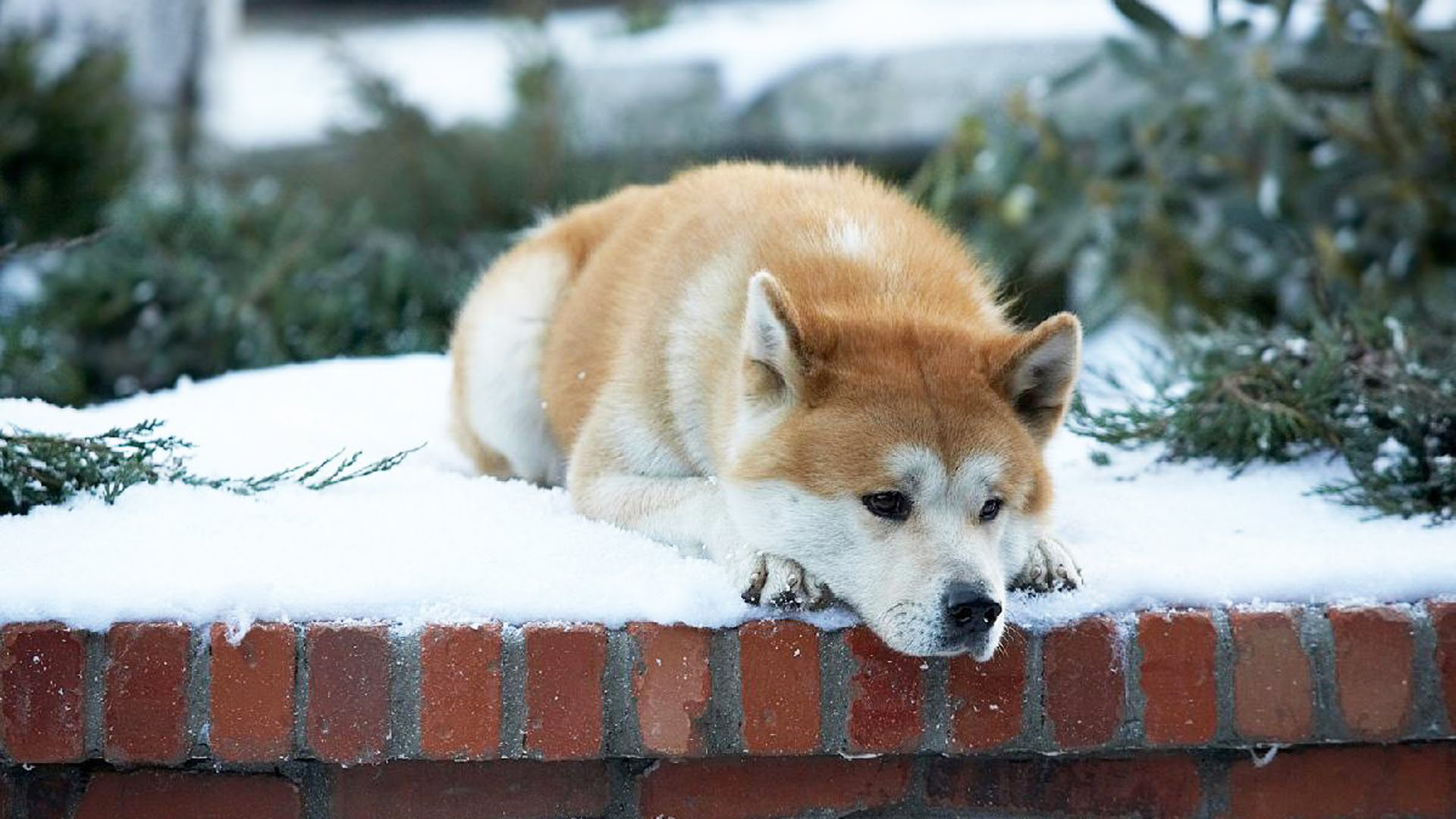 Hachiko