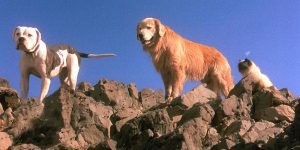 Úton hazafelé (Homeward Bound, 1980)