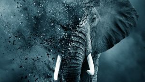 The Ivory Game (2016) előzetes - DiCaprio elefántmentő akciója