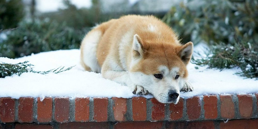 Hacsi - A leghűségesebb barát /Hachiko: A Dog's Story, 2009/