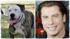 12 kutya, aki megszólalásig hasonlít egy hollywoodi sztárra