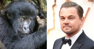 Leonardo DiCaprio új filmjében a veszélyeztetett gorillákért áll ki