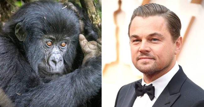 Leonardo DiCaprio új filmjében a veszélyeztetett gorillákért áll ki