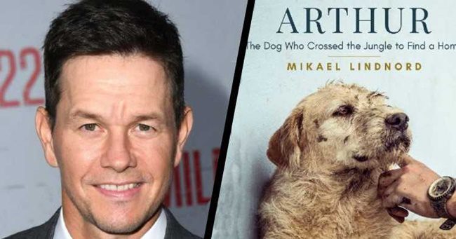 Mark Wahlberg kutyás filmben vállalt főszerepet!