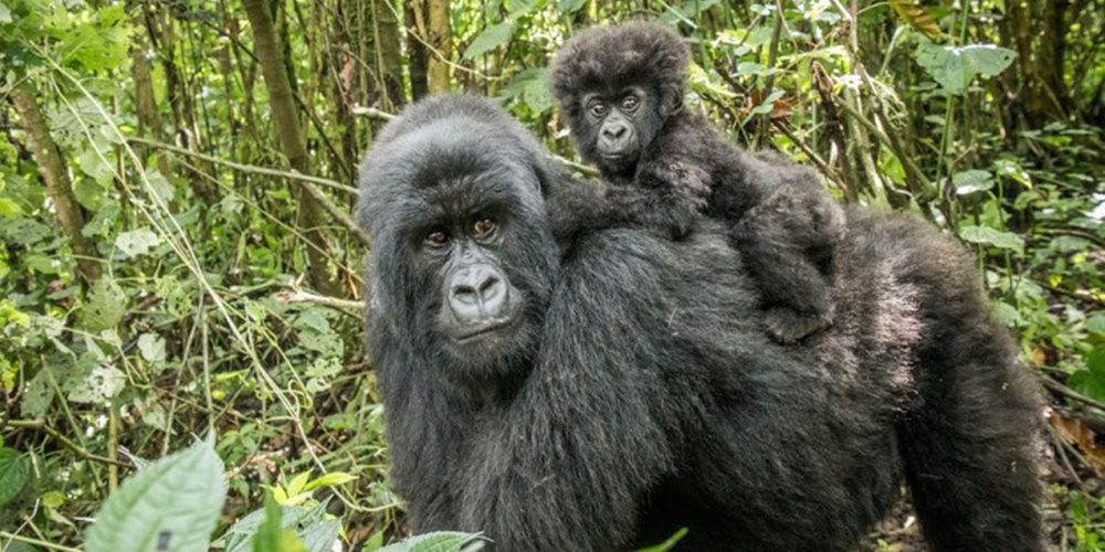 Leonardo DiCaprio új filmjében a veszélyeztetett gorillákért áll ki