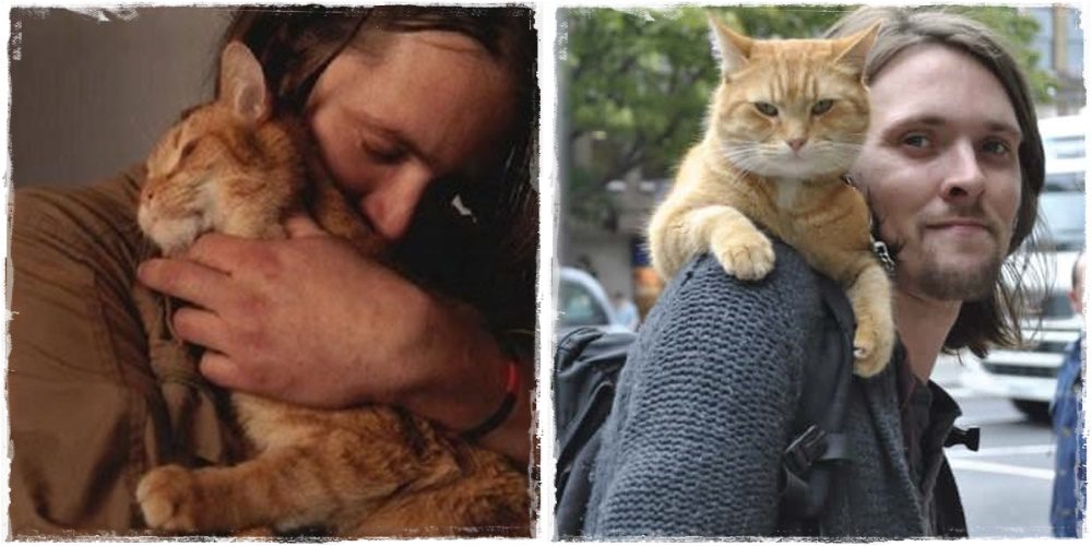 Elhunyt Bob, a világhírű csodás cica, film is készült Róla