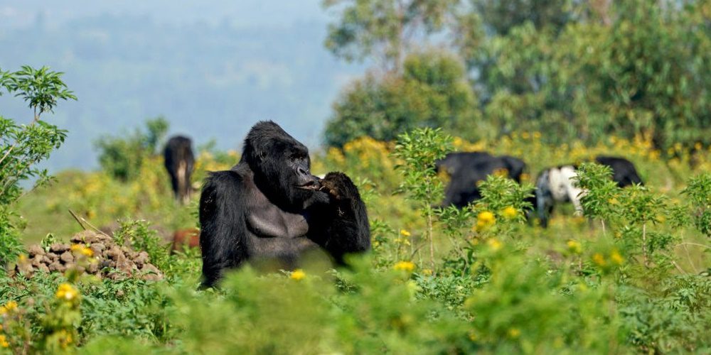 Leonardo DiCaprio új filmjében a veszélyeztetett gorillákért áll ki