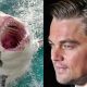 Leonardo DiCaprio-t majdnem megölte egy nagy fehér cápa