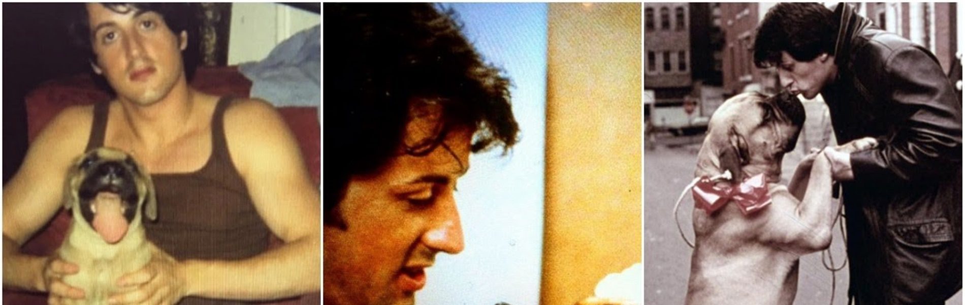 Tudtad? A Rocky sikere nemcsak Sylvester Stallone érdeme, hanem négylábú társáé is