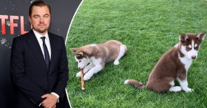 Leonardo DiCaprio a nap hőse - két kutyát mentett ki egy jeges tóból