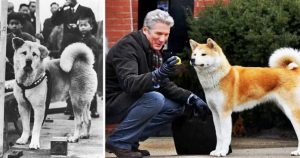 1935. március 8-án halt meg Hachiko, a kutya, aki közel 10 évig várta a gazdáját