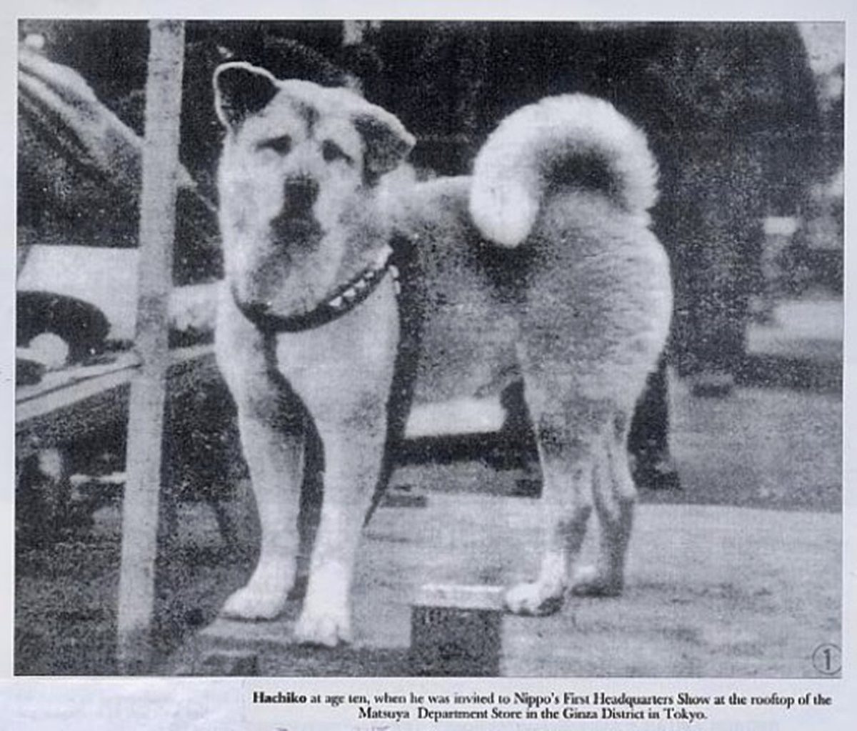 1935. március 8-án halt meg Hachiko, a kutya, aki közel 10 évig várta a gazdáját