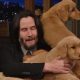 Keanu Reeves-t meglepték egy csapat kölyökkutyával (Videó!)