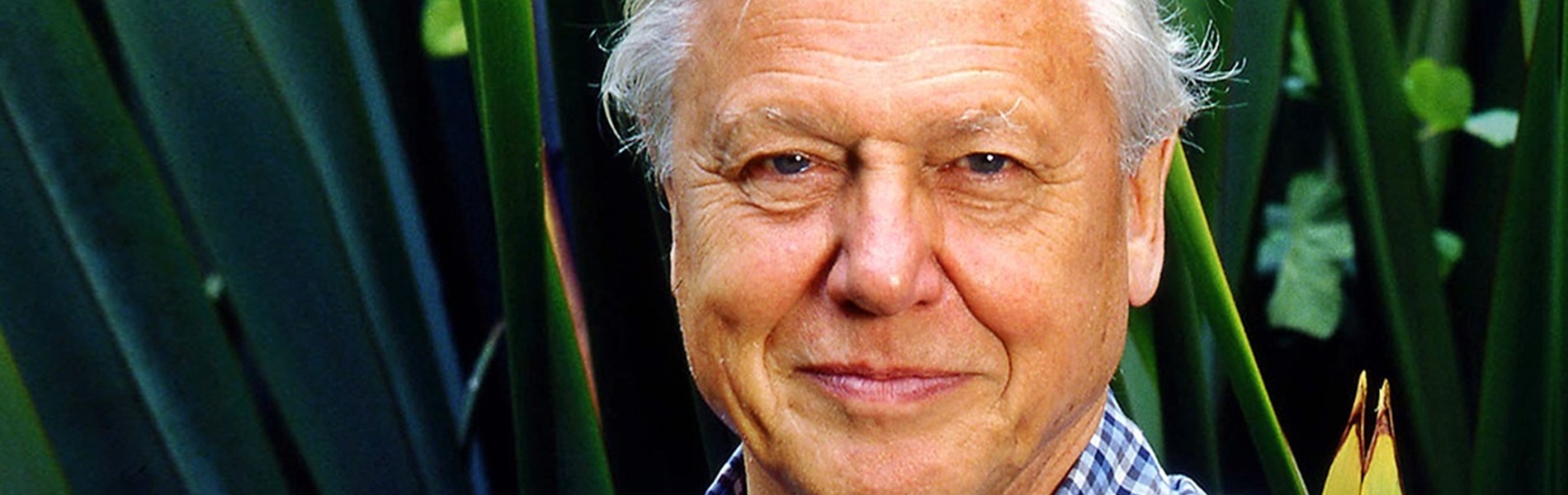 David Attenborough a világ leghíresebb természettudósa: így néz ki 97 évesen