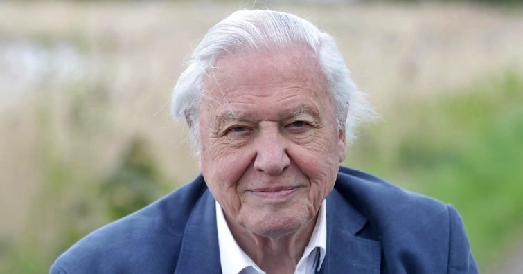 Így nézett ki fiatalon a világ leghíresebb természetfilmese, David Attenborough (Fotók!)