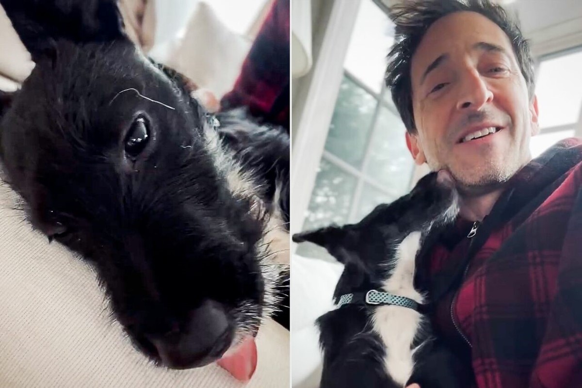 A kétszeres Oscar-díjas Adrien Brody örökbefogadott kutyájának ezt a magyar nevet adta