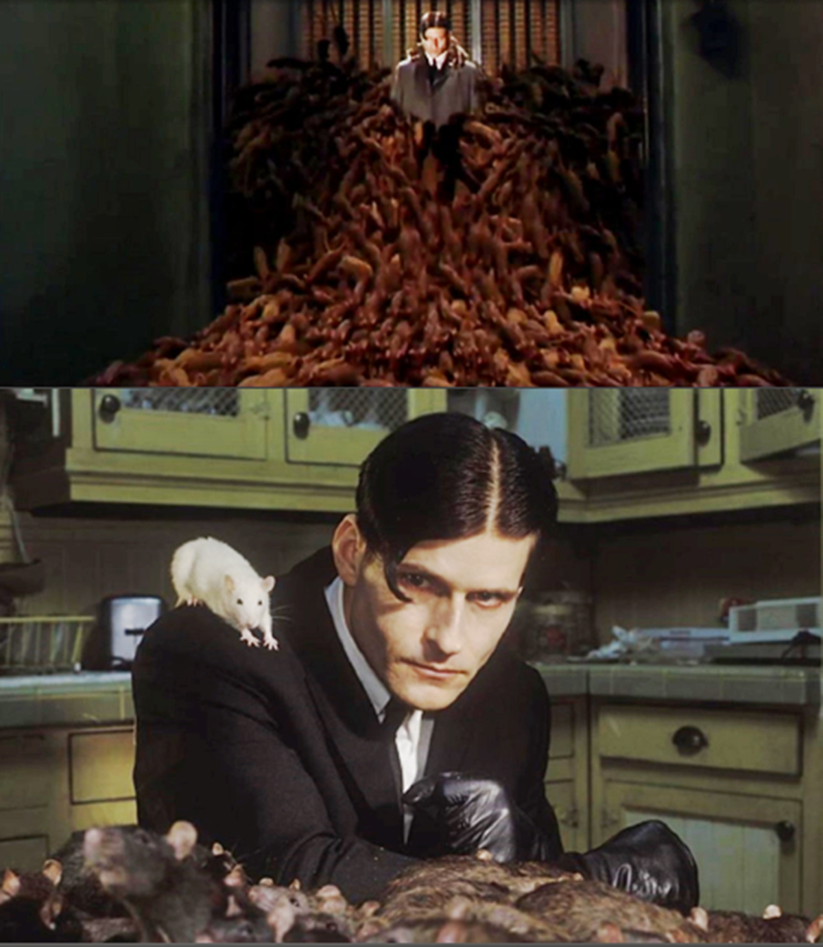 Több száz patkányt idomítottak be ennek a filmnek a kedvéért - Rájössz mi a címe? Willard