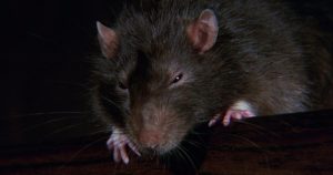 Több száz patkányt idomítottak be ennek a filmnek a kedvéért - Rájössz mi a címe? Willard