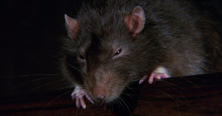 Több száz patkányt idomítottak be ennek a filmnek a kedvéért - Rájössz mi a címe? Willard